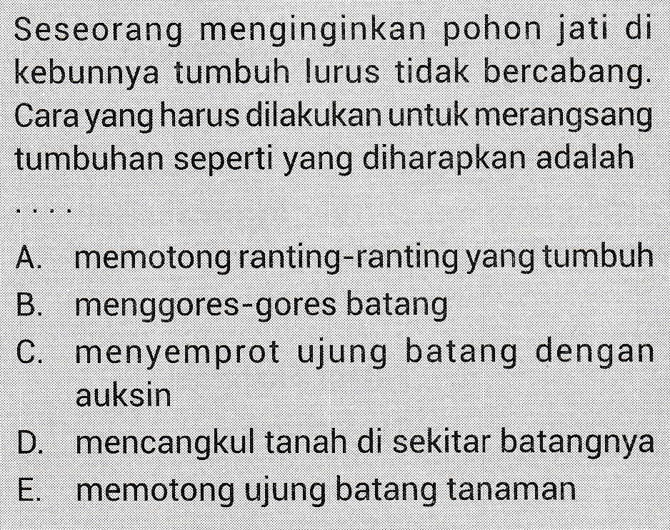 Seseorang menginginkan pohon jati di kebunnya tumbuh lurus tidak bercabang. Cara yang harus dilakukan untuk merangsang tumbuhan seperti yang diharapkan adalah A. memotong ranting-ranting yang tumbuh B. menggores-gores batang C. menyemprot ujung batang dengan auksin D. mencangkul tanah di sekitar batangnya E. memotong ujung batang tanaman 