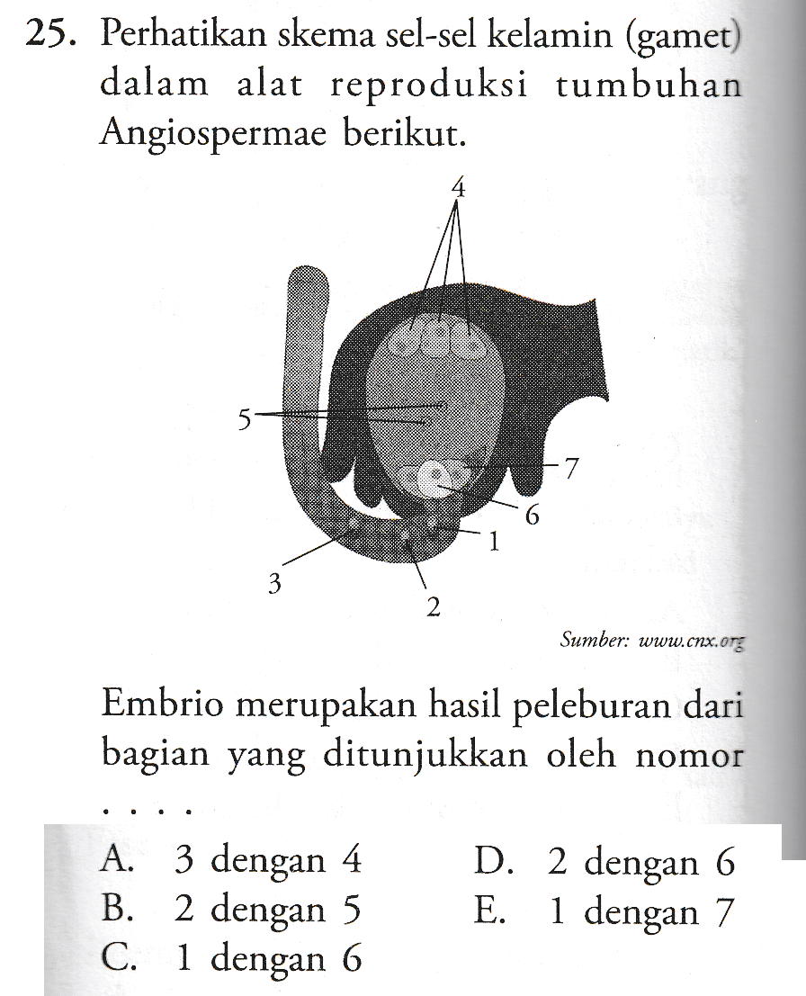 25. Perhatikan skema sel-sel kelamin (gamet) dalam alat reproduksi tumbuhan Angiospermae berikut. 4 5 7 3 2 Sumber: www.cnx.org Embrio merupakan hasil peleburan dari bagian yang ditunjukkan oleh nomor A. 3 dengan 4 B. 2 dengan 5 C. 1 dengan 6 D. 2 dengan 6 E. 1 dengan 7 