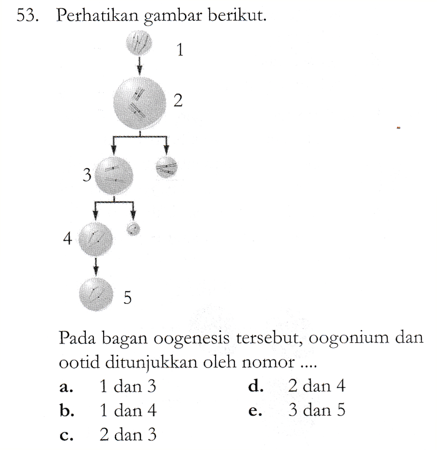 53. Perhatikan gambar berikut. 1 2 3 4. 5 ... Pada bagan oogenesis tersebut, oogonium dan ootid ditunjukkan oleh nomor 1 dan 3 d. 2 dan 4 b. 1 dan 4 3 dan 5 2 dan 3 a. e. c. 