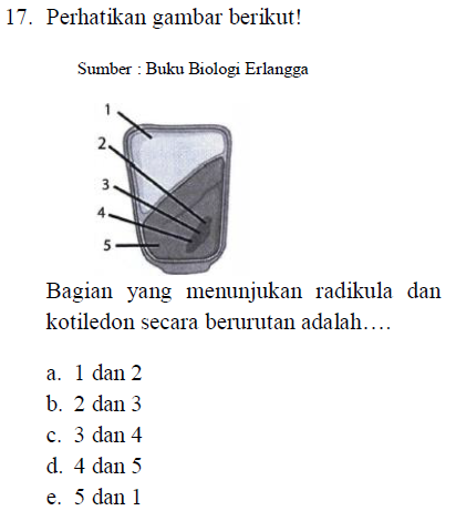 17. Perhatikan gambar berikut! Sumber : Buku Biologi Erlangga 2 3 Bagian yang menunjukan radikula dan kotiledon secara berurutan adalah.... a. 1 dan 2 b. 2 dan 3 c. 3 dan 4 d. 4 dan 5 e. 5 dan 1 