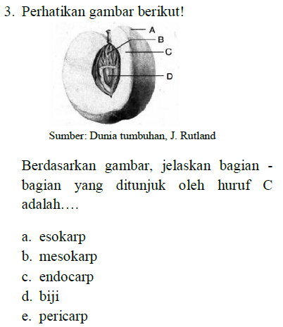 3. Perhatikan gambar berikut! А B D Sumber: Dunia tumbuhan, J. Rutland Berdasarkan gambar, jelaskan bagian - bagian yang ditunjuk oleh huruf C adalah.... a. esokarp b. mesokarp c. endocarp d. biji e. pericarp 