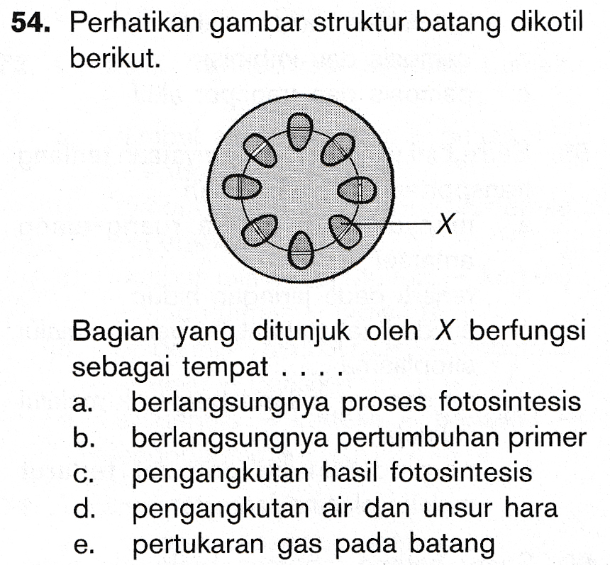 54. Perhatikan gambar struktur batang dikotil berikut. 20 X Bagian yang ditunjuk oleh X berfungsi sebagai tempat ... berlangsungnya proses fotosintesis . berlangsungnya pertumbuhan primer pengangkutan hasil fotosintesis d. pengangkutan air dan unsur hara pertukaran gas pada batang 