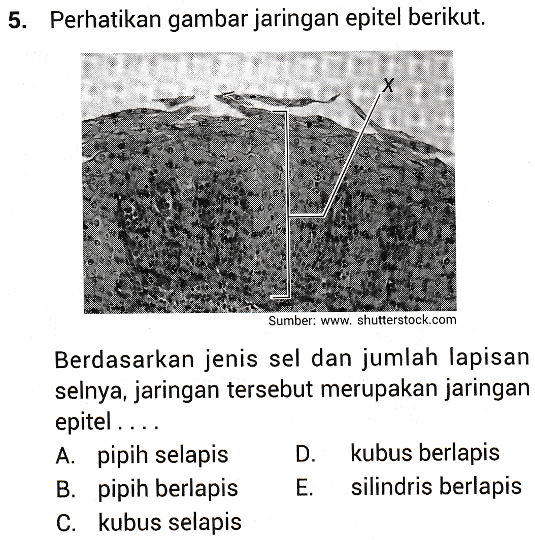 5. Perhatikan gambar jaringan epitel berikut. X Sumber: www. shutterstock.com Berdasarkan jenis sel dan jumlah lapisan selnya, jaringan tersebut merupakan jaringan epitel.... A. pipih selapis D. kubus berlapis B. pipih berlapis E. silindris berlapis C. kubus selapis 