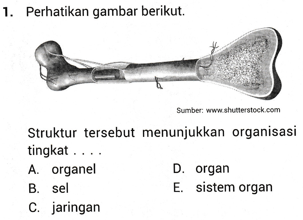 1. Perhatikan gambar berikut. Sumber: www.shutterstock.com Struktur tersebut menunjukkan organisasi tingkat A. organel D. organ B. sel E. sistem organ C. jaringan 