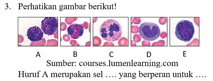 3. Perhatikan gambar berikut! A B C D E Sumber: courses.lumenlearning.com Huruf A merupakan sel .... yang berperan untuk .... 