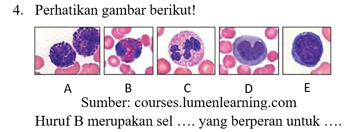 4. Perhatikan gambar berikut! A B C D E Sumber: courses.lumenlearning.com Huruf B merupakan sel .... yang berperan untuk .... 