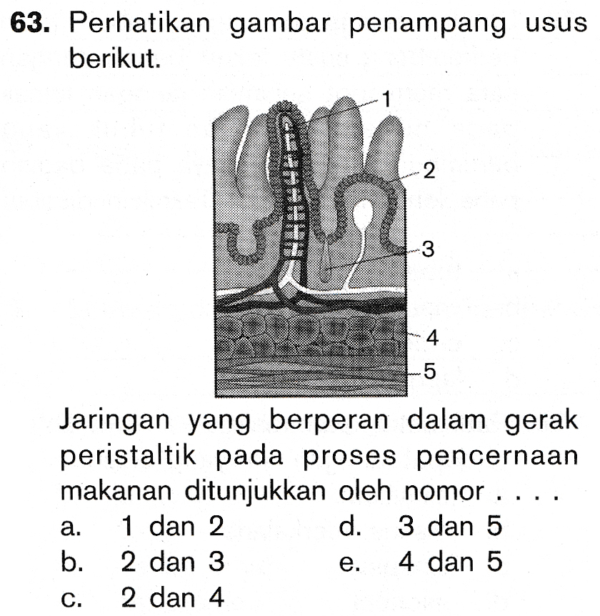 63. Perhatikan gambar penampang usus berikut. 1 2 3 4 5 Jaringan yang berperan dalam gerak peristaltik pada proses pencernaan makanan ditunjukkan oleh nomor ... a 1 dan 2 d. 3 dan 5 b. 2 dan 3 4 dan 5 2 dan 4 e. 