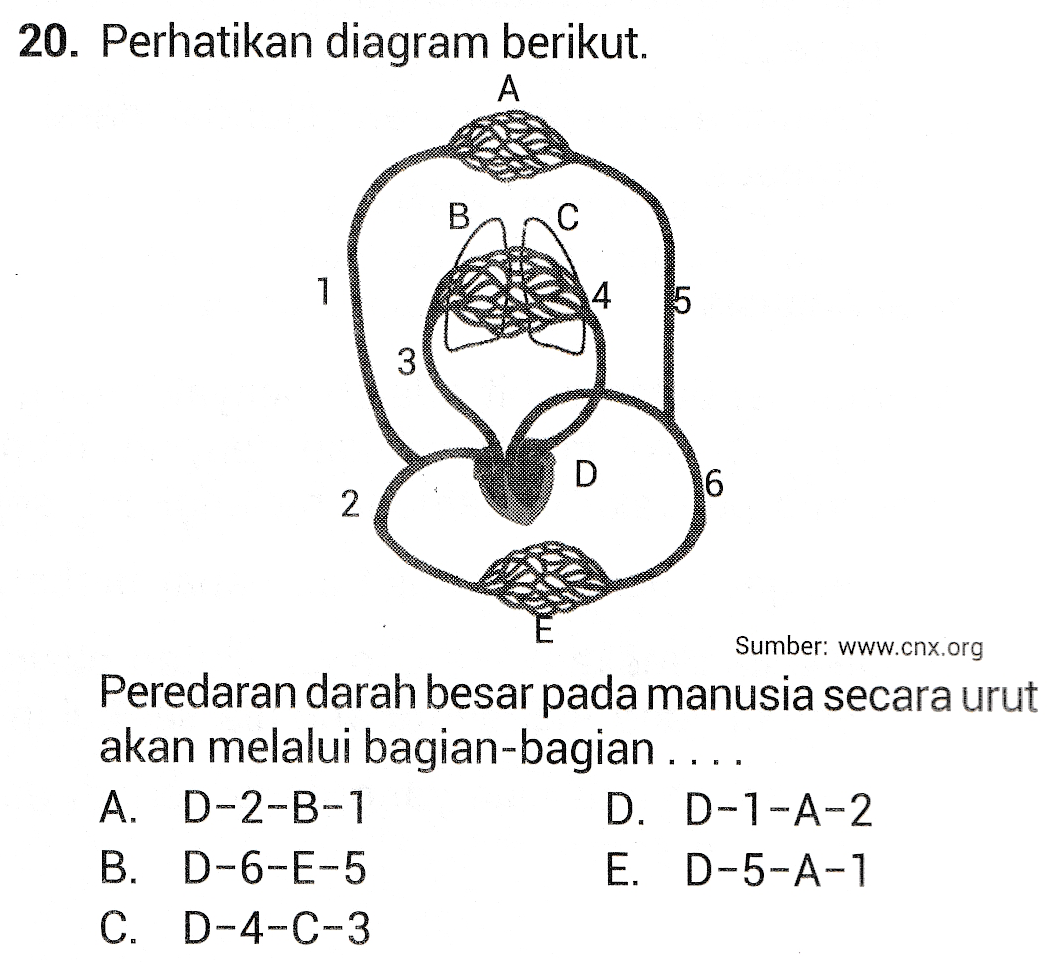 20. Perhatikan diagram berikut. A B 1 5 3 D 6 2 Sumber: www.cnx.org Peredaran darah besar pada manusia secara urut akan melalui bagian-bagian ... A. D-2-B-1 D. D-1-A-2 B. D-6-E-5 E. D-5-A-1 C. D-4-C-3 