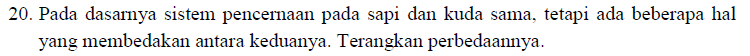 20. Pada dasarnya sistem pencernaan pada sapi dan kuda sama, tetapi ada beberapa hal yang membedakan antara keduanya. Terangkan perbedaannya. 
