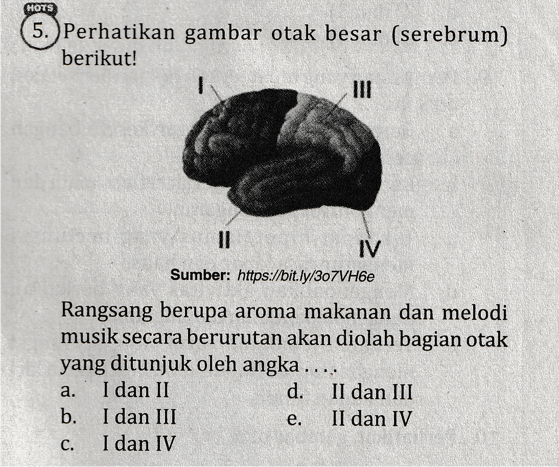 HOTS 5.) Perhatikan gambar otak besar (serebrum) berikut! 11 IV Sumber: https://bit.ly/307VH6e Rangsang berupa aroma makanan dan melodi musik secara berurutan akan diolah bagian otak yang ditunjuk oleh angka .... a. I dan II d. II dan III b. I dan III e. II dan IV C. I dan IV 