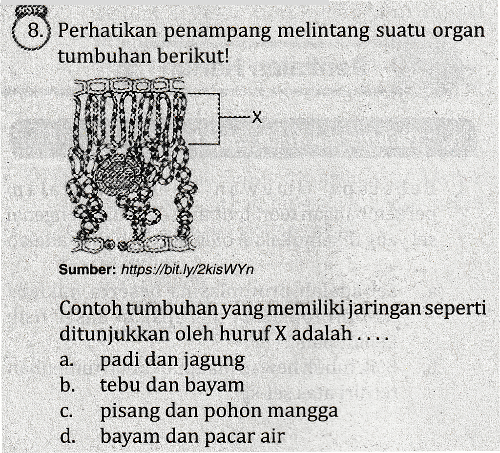 HD 8.) Perhatikan penampang melintang suatu organ tumbuhan berikut! OOOOC X Sumber: https://bit.ly/2kisWYn Contoh tumbuhan yang memiliki jaringan seperti ditunjukkan oleh huruf X adalah .... padi dan jagung b. tebu dan bayam pisang dan pohon mangga d. bayam dan pacar air 