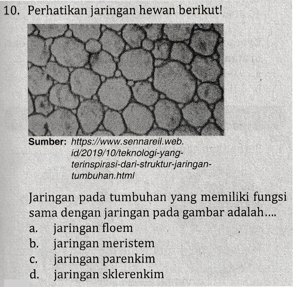 10. Perhatikan jaringan hewan berikut! Sumber: https://www.sennareil.web. id/2019/10/teknologi-yang- terinspirasi-dari-struktur-jaringan- tumbuhan.html a. Jaringan pada tumbuhan yang memiliki fungsi sama dengan jaringan pada gambar adalah.... jaringan floem b. jaringan meristem jaringan parenkim d. jaringan sklerenkim C. 