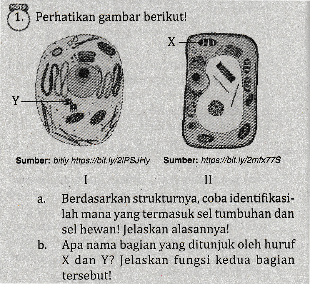 1. Perhatikan gambar berikut! X no no 110 Y a. Sumber: bitly https://bit.ly/2/PSJHY Sumber: https://bit.ly/2mfx77S I II Berdasarkan strukturnya, coba identifikasi- lah mana yang termasuk sel tumbuhan dan sel hewan! Jelaskan alasannya! b. Apa nama bagian yang ditunjuk oleh huruf X dan Y? Jelaskan fungsi kedua bagian tersebut! 