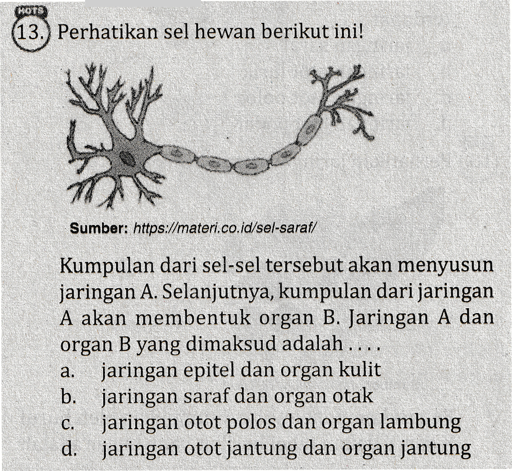 (13.) Perhatikan sel hewan berikut ini! 装 Sumber: https://materi.co.id/sel-saraf/ Kumpulan dari sel-sel tersebut akan menyusun jaringan A. Selanjutnya, kumpulan dari jaringan A akan membentuk organ B. Jaringan A dan organ B yang dimaksud adalah .... jaringan epitel dan organ kulit b. jaringan saraf dan organ otak jaringan otot polos dan organ lambung d. jaringan otot jantung dan organ jantung a. C. 