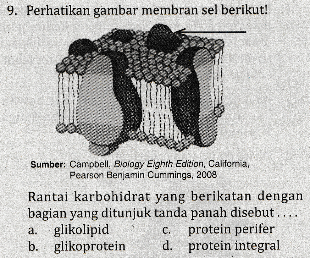 9. Perhatikan gambar membran sel berikut! Sumber: Campbell, Biology Eighth Edition, California, Pearson Benjamin Cummings, 2008 Rantai karbohidrat yang berikatan dengan bagian yang ditunjuk tanda panah disebut.... glikolipid protein perifer b. glikoprotein d. protein integral a. C. 