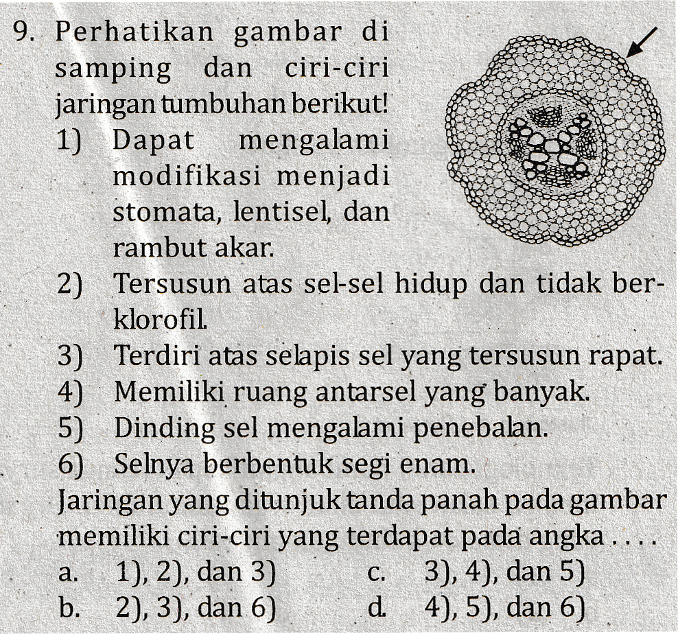 9. Perhatikan gambar di samping dan ciri-ciri jaringan tumbuhan berikut! 1) Dapat mengalami modifikasi menjadi stomata, lentisel, dan rambut akar. 2) Tersusun atas sel-sel hidup dan tidak ber- klorofil 3) Terdiri atas selapis sel yang tersusun rapat. 4) Memiliki ruang antarsel yang banyak. 5) Dinding sel mengalami penebalan. 6) Selnya berbentuk segi enam. Jaringan yang ditunjuk tanda panah pada gambar memiliki ciri-ciri yang terdapat pada angka .... 1), 2), dan 3) 3), 4), dan 5) b. 2), 3), dan 6) d. 4), 5), dan 6) a. C. 