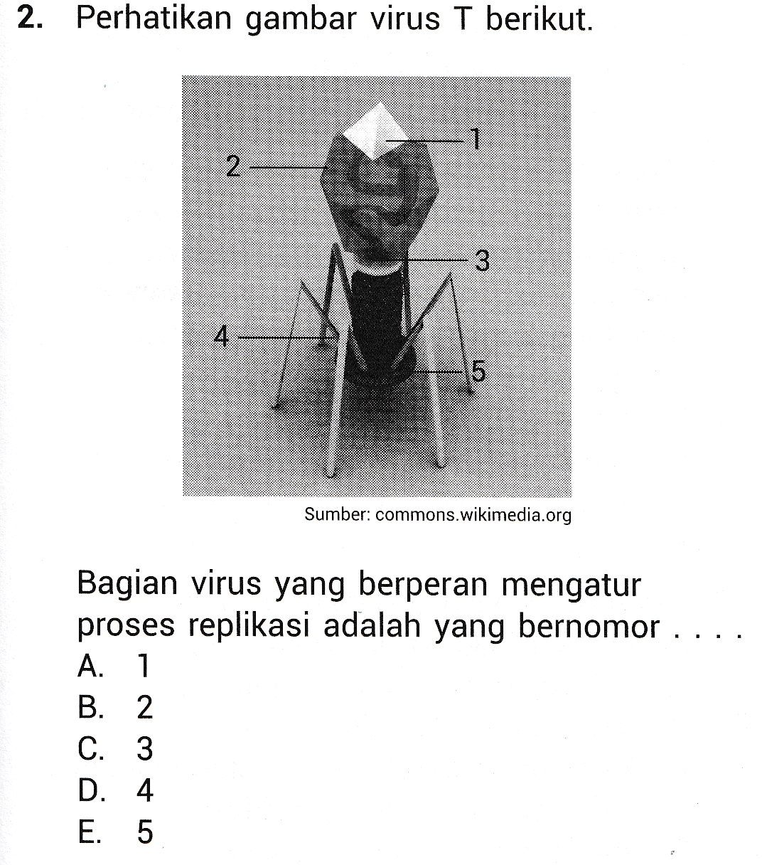 2. Perhatikan gambar virus T berikut. 1 2 3 3 4 5 Sumber: commons.wikimedia.org Bagian virus yang berperan mengatur proses replikasi adalah yang bernomor. A. 1 B. 2 C. 3 D. 4 E. 5 