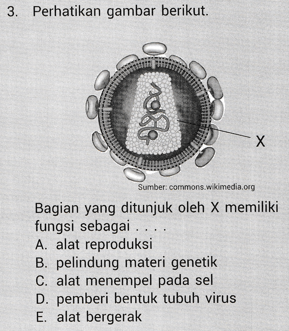 3. Perhatikan gambar berikut. os ou 10 Х Sumber: commons.wikimedia.org Bagian yang ditunjuk oleh X memiliki fungsi sebagai .. A. alat reproduksi B. pelindung materi genetik C. alat menempel pada sel D. pemberi bentuk tubuh virus E. alat bergerak 