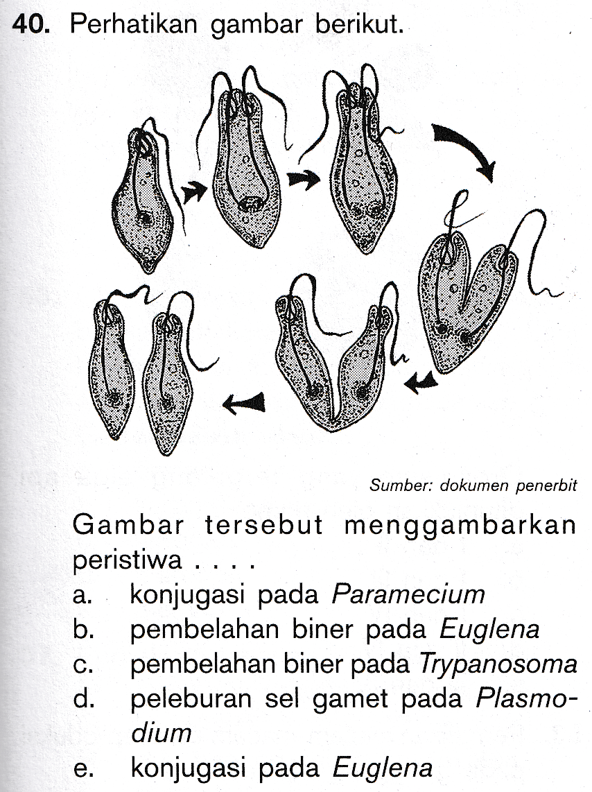 40. Perhatikan gambar berikut. Sumber: dokumen penerbit Gambar tersebut menggambarkan peristiwa .... a. konjugasi pada Paramecium b. pembelahan biner pada Euglena C. pembelahan biner pada Trypanosoma d. peleburan sel gamet pada Plasmo- dium . konjugasi pada Euglena e. 