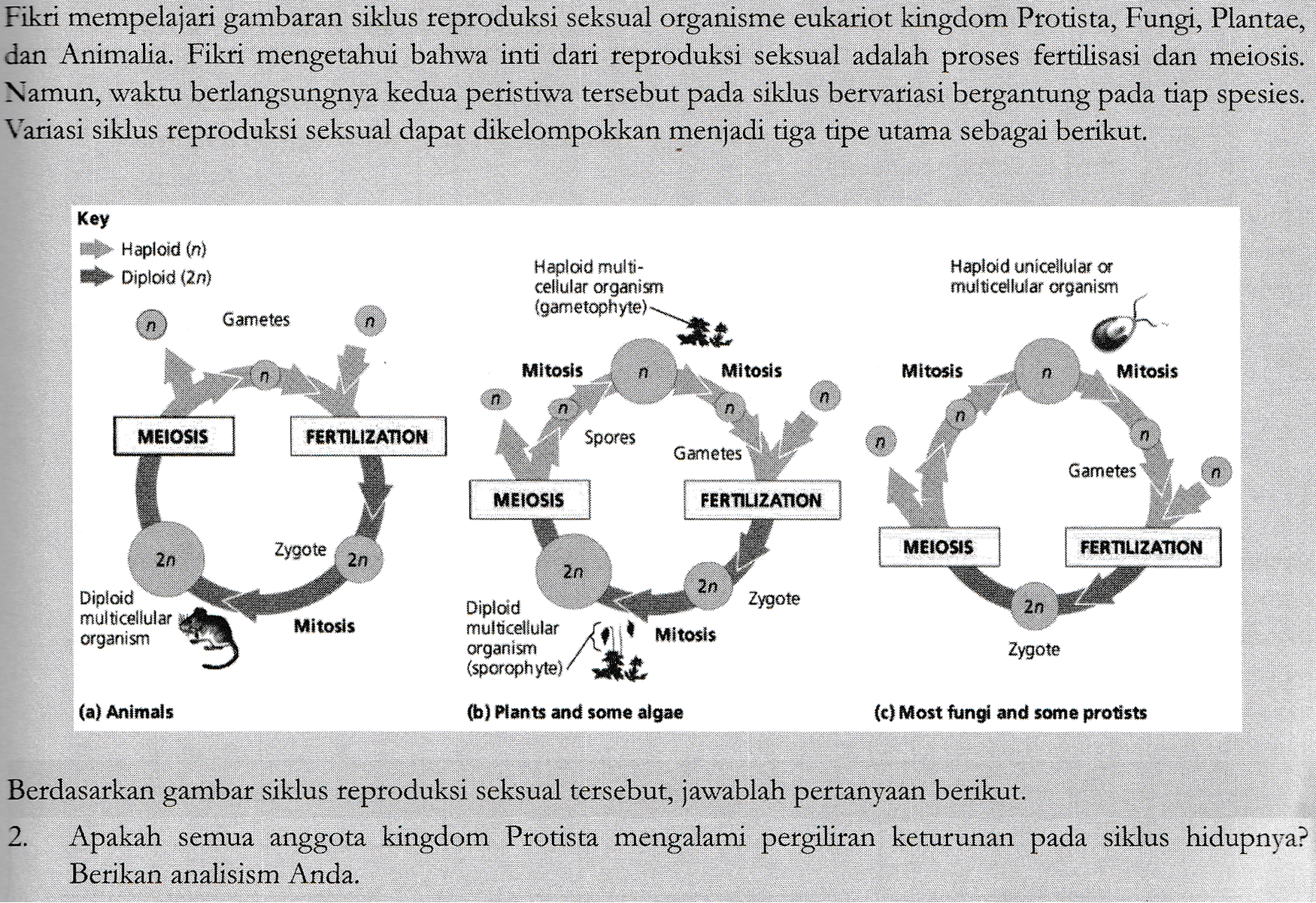 Fikri mempelajari gambaran siklus reproduksi seksual organisme eukariot kingdom Protista, Fungi, Plantae, dan Animalia. Fikri mengetahui bahwa inti dari reproduksi seksual adalah proses fertilisasi dan meiosis. Namun, waktu berlangsungnya kedua peristiwa tersebut pada siklus bervariasi bergantung pada tiap spesies. Variasi siklus reproduksi seksual dapat dikelompokkan menjadi tiga tipe utama sebagai berikut. Key Haploid (n) Diploid (2n) Haploid multi- cellular organism (gametophyte) Haploid unicellular or multicellular organism Gametes n n Mitosis n Mitosis Mitosis n Mitosis n n n MEIOSIS FERTILIZATION Spores Gametes Gametes MEIOSIS FERTILIZATION Zygote MEIOSIS FERTILIZATION 2n 2n 2n 2n Zygote 2n Diploid multicellular organism Mitosis Diploid multicellular organism (sporophyte) Mitosis Zygote (a) Animals (b)Plants and some algae (c) Most fungi and some protists Berdasarkan gambar siklus reproduksi seksual tersebut, jawablah pertanyaan berikut. 2. Apakah semua anggota kingdom Protista mengalami pergiliran keturunan pada siklus hidupnya? Berikan analisism Anda. 