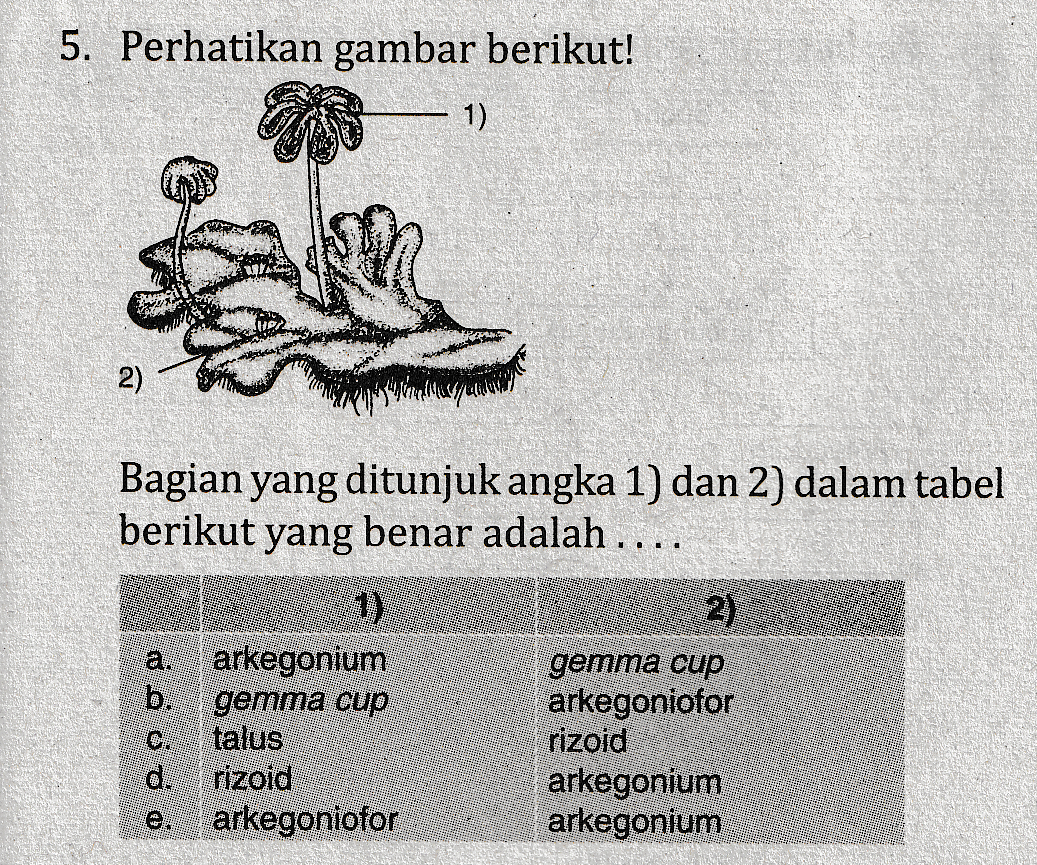 5. Perhatikan gambar berikut! 1) 2) Bagian yang ditunjuk angka 1) dan 2) dalam tabel berikut yang benar adalah .. .. 1) arkegonium gemma cup talus rizoid arkegoniofor 2) gemma cup arkegoniofor rizoid arkegonium arkegonium d. 