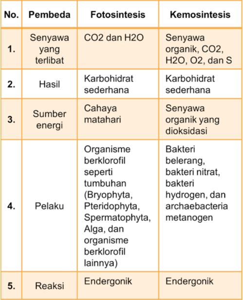 Apa Perbedaan Fotosintesis Dan Kemosintesis Apa Perbedaan Fotosintesis Dan Kemosintesis